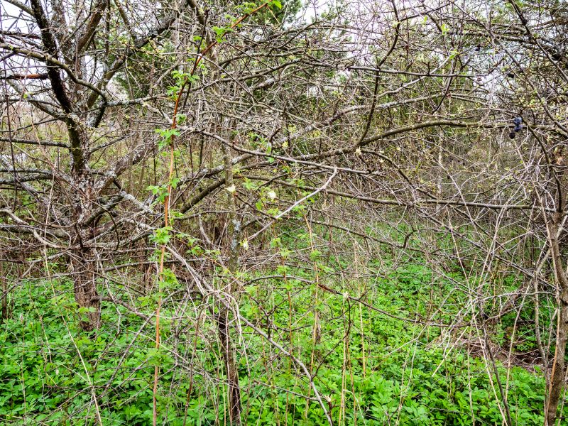 Dense Brush Before Mowing