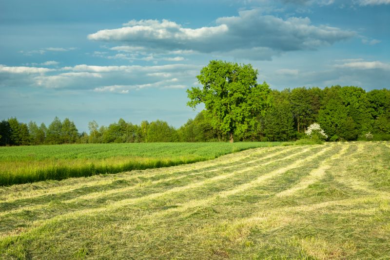 Cleared Land After Brush Mowing